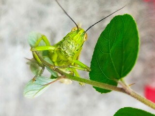 grasshopper on a leaf