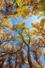 Looking up at the brightly colored canopy of a thicket of cottonwood trees in autumn with a bright blue sky. A vertical orientation landscape image.