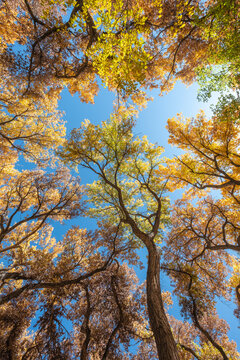 Looking up at the brightly colored canopy of a thicket of cottonwood trees in autumn with a bright blue sky. A vertical orientation landscape image.