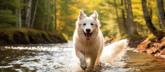 summertime, a young, white dog explores the forest and splashes crystal-clear water, embracing the...