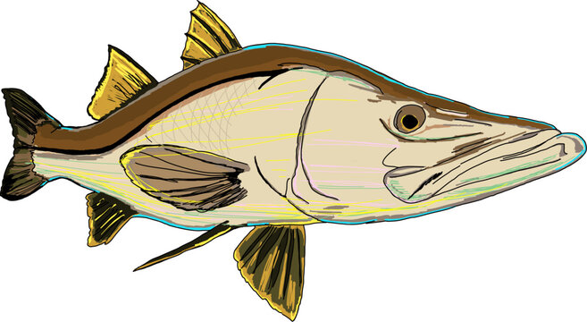 An artsy full colored Snook fish