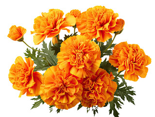 Bright Marigolds