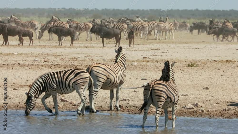 Wall mural Herd of plains zebras and blue wildebeest at a dusty waterhole, Etosha National Park, Namibia