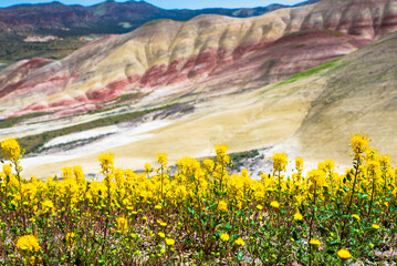 Yellow Wildflowers In the Painted Hills
