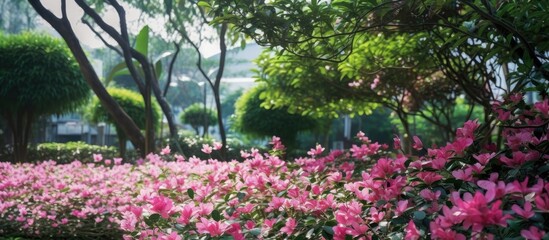 The beautiful pink blossoms garden add a touch of natural beauty to the summer background, surrounded by the vibrant green and red plants, making Thailand a truly stunning destination to experience