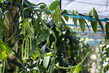 Vanilla plant green pods on plantation,Indicates that the vanilla pod has reached maturity and is...