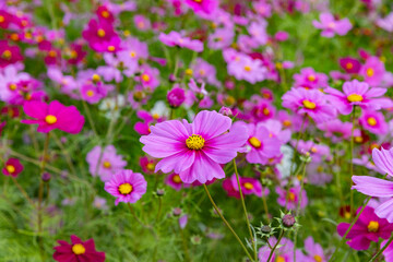 満開のコスモス
