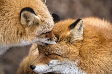 Hokkaido, Japan - November 17, 2023: Closeup of Ezo red fox or Kita-kitsune in Hokkaido, Japan

