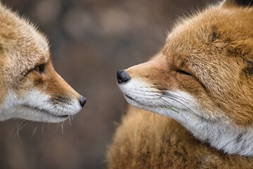 Hokkaido, Japan - November 17, 2023: Closeup of Ezo red fox or Kita-kitsune in Hokkaido, Japan
 - obrazy, fototapety, plakaty