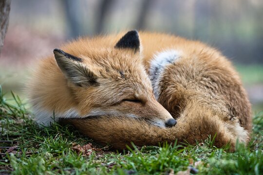 Hokkaido, Japan - November 17, 2023: Closeup of Ezo red fox or Kita-kitsune in Hokkaido, Japan
