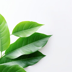 Obraz premium green leaves on white background