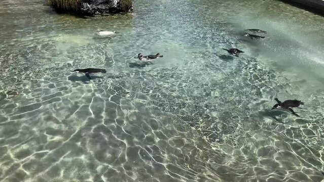 Penguins swimming in clear water in the pool on a sunny day
