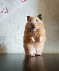 fluffy cute hamster close-up