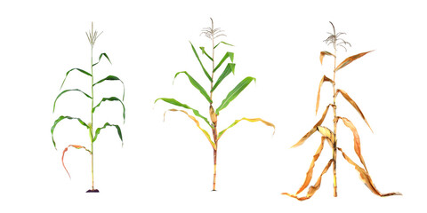 Set of 3 pictures of corn plants according to age, fruit bearing trees, trees in winter. White...