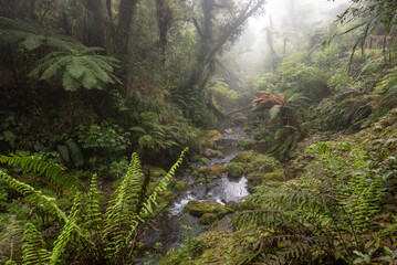 Small stream flowing rapidly through a deep valley lined with thick forest and ferns on a misty morning.