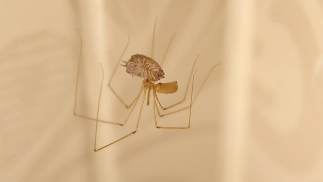 Cellar spider eating its prey (pill bug). Spider moving isolated in a deserted place. Closeup spider on its web. Wildlife insects, insect. Bugs, bug. Wild nature, predator and prey. Animals, animal
