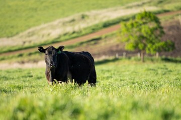 australian farming landscape in springtime with angus and murray grey cows growing beef cattle