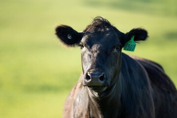 Australian wagyu cows grazing in a field on pasture. close up of a black angus cow eating grass in...