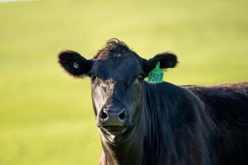 australian farming landscape in springtime with angus and murray grey cows growing beef cattle