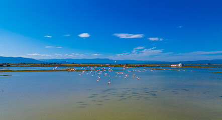 Flock of flamingos above the river Ebro, the delta region of the Ebro River in the southwest of the Province of Tarragona in the region of Catalonia in Spain