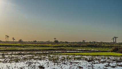 Flooded green rice fields are located in the valley. Silhouettes of baobabs are visible on the...