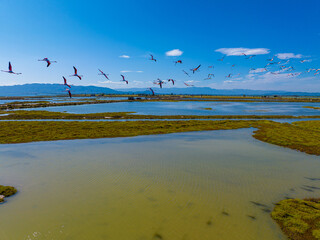 Flock of flamingos above the river Ebro, the delta region of the Ebro River in the southwest of the Province of Tarragona in the region of Catalonia in Spain