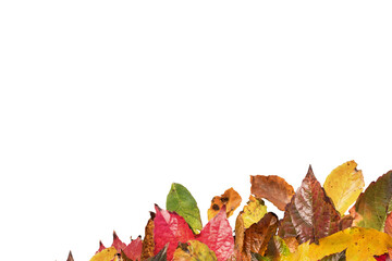 Digital png photo of fall leaves with copy space on transparent background