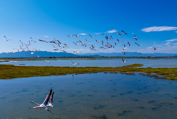 Flock of flamingos above the river Ebro, the delta region of the Ebro River in the southwest of the...