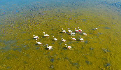 Flock of flamingos above the river Ebro, the delta region of the Ebro River in the southwest of the Province of Tarragona in the region of Catalonia in Spain