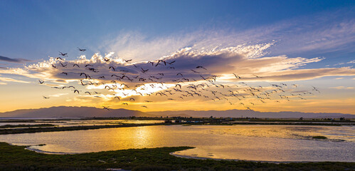 Flock of flamingos above the river Ebro, the delta region of the Ebro River in the southwest of the...