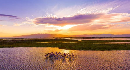 Foto op Plexiglas anti-reflex Flock of flamingos above the river Ebro, the delta region of the Ebro River in the southwest of the Province of Tarragona in the region of Catalonia in Spain © alexey_fedoren