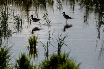 Avocets in delta of the river Ebro, the delta region of the Ebro River in the southwest of the Province of Tarragona in the region of Catalonia in Spain
