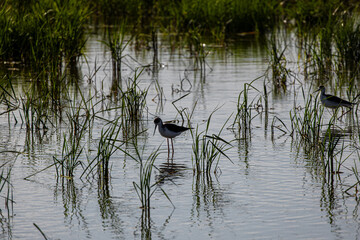 Avocets in delta of the river Ebro, the delta region of the Ebro River in the southwest of the...