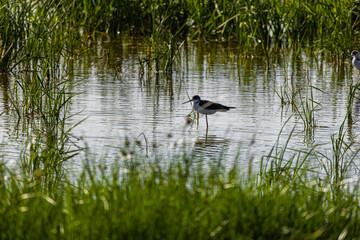 Avocets in delta of the river Ebro, the delta region of the Ebro River in the southwest of the Province of Tarragona in the region of Catalonia in Spain