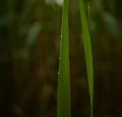 water drops on a grass