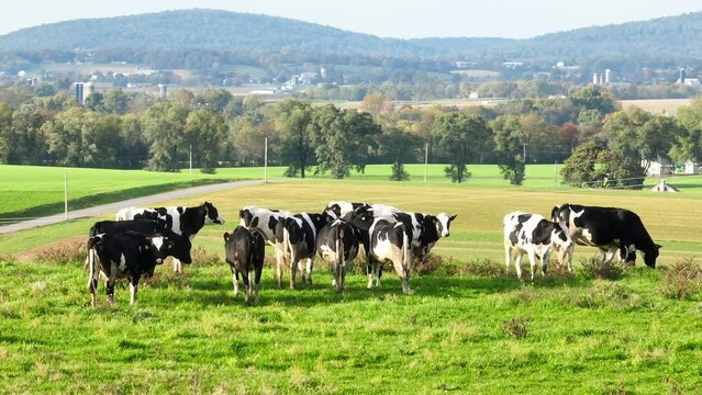 Holstein cows grazing in a green meadow with a backdrop of rolling hills and trees in American countryside. Aerial establishing shot.