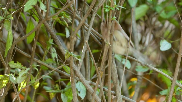 Tracking Vinous-throated Parrotbill Bird Climbing Up on Shrub Twigs (Suthora webbiana)