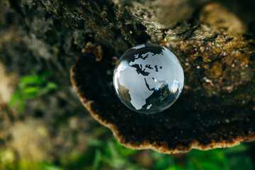 Crystal globe putting on tree, Ecology environment sustainable and carbon credits ESG cooperation concept.