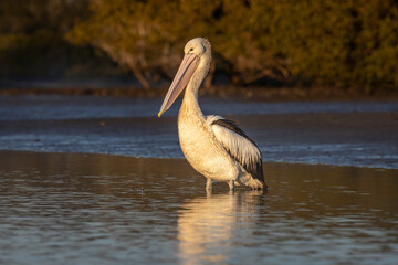 Australian pelican (Pelecanus conspicillatus) in the morning, Narooma, NSW, September 2023