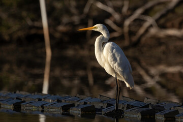 Great Egret (Ardea modesta), Narooma, NSW, September 2023