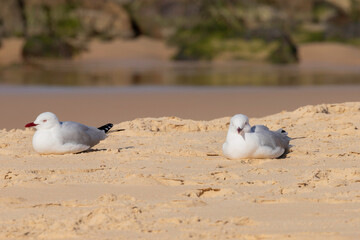 Silver Gull (Chroicocephalus novaehollandiae) on the sand, Cuttagee Beach, NSW, September 2023