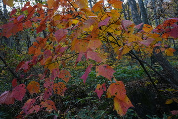Autumn Landscape and Doryu no Taki Waterfall in Yamanashi, Japan - 日本 山梨県 吐竜の滝