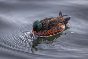 Chestnut Teal (Anas castanea) male, Batemans Bay, NSW, July 2023