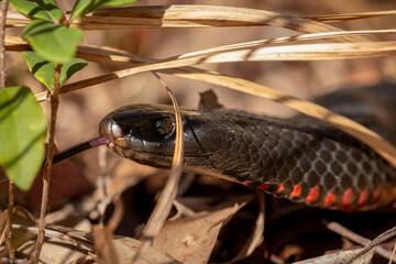 Red-bellied Black Snake (Pseudechis porphyriacus) Narooma, NSW, July 2023