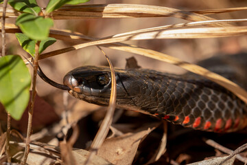 Red-bellied Black Snake (Pseudechis porphyriacus) Narooma, NSW, July 2023
