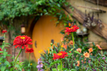 BUTTERFLY FLYING AROUND HOBBITON, NEW ZEALAND