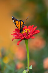 BUTTERFLY FLYING AROUND HOBBITON, MATAMATA, NEW ZEALAND, FEBRUARY 2023