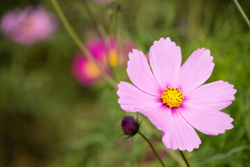 コスモス