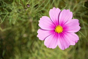 Obraz premium コスモス