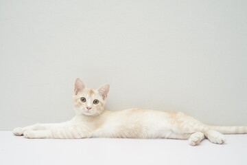 A white brown cat with cute pose